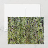 Carte Postale Lichen vert sur l'écorce d'arbre (Devant / Derrière)