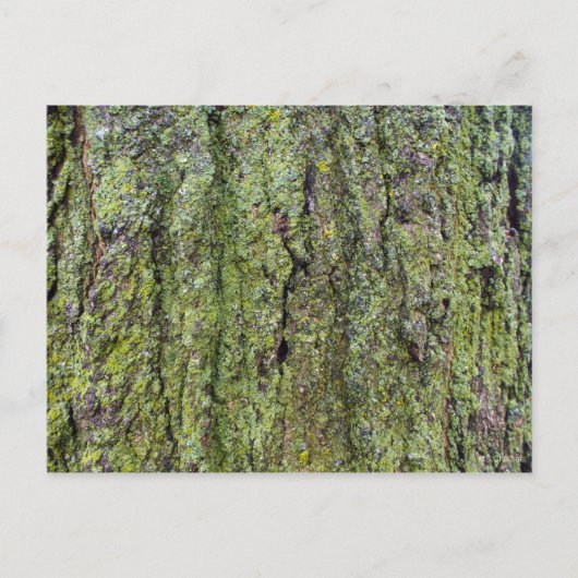 Carte Postale Lichen vert sur l'écorce d'arbre (Devant)