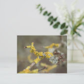 Carte Postale Lichens (Debout devant)