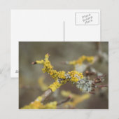 Carte Postale Lichens (Devant / Derrière)