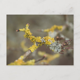 Carte Postale Lichens