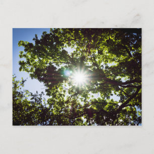 Carte Postale Lichtblick