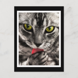 Carte Postale Lick