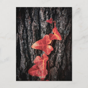 Carte Postale Lierre rouge vif sur l'écorce d'arbre