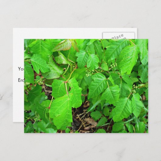 Carte Postale Lierre toxique (Devant / Derrière)