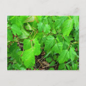 Carte Postale Lierre toxique (Devant)