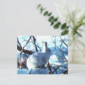 Carte Postale Lièvre Arctique dans la Neige (Debout devant)