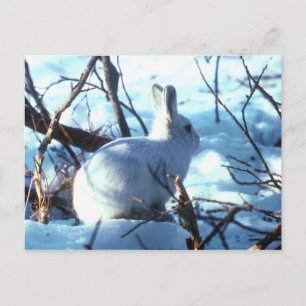 Carte Postale Lièvre Arctique dans la Neige