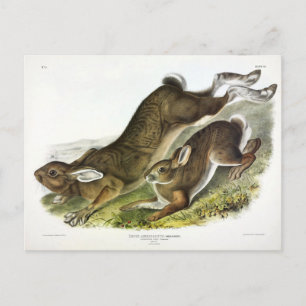 Carte Postale Lièvre d'Amérique, été (lièvre du Nord) par Audubo