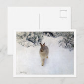 Carte Postale Lièvre d'hiver (lapin), Bruno Liljefors (Devant / Derrière)