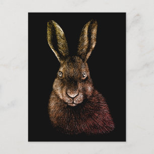 Carte Postale Lièvre, lapin, dessin