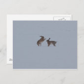Carte Postale Lièvres boxeurs (Devant / Derrière)