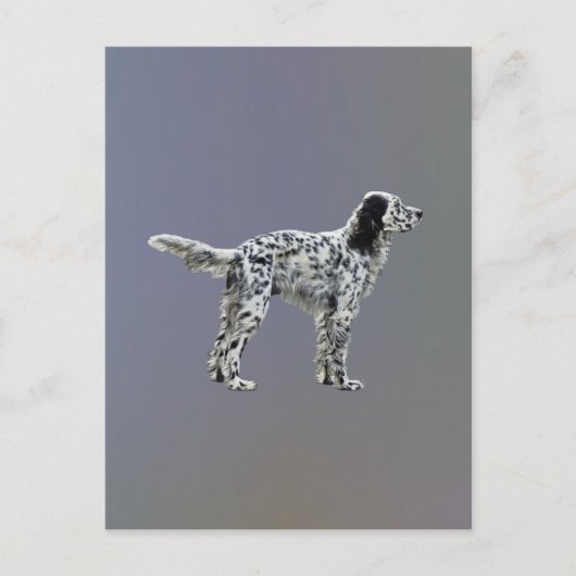 Carte Postale Liewellin Setter (Devant)