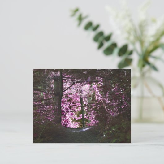 Carte Postale Light On Path Nature (Debout devant)