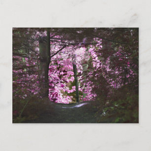 Carte Postale Light On Path Nature