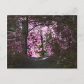 Carte Postale Light On Path Nature (Devant)