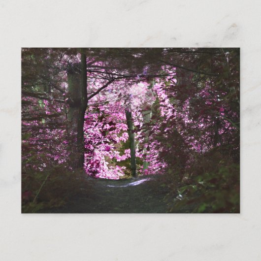 Carte Postale Light On Path Nature (Devant)