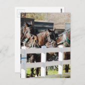 Carte Postale Ligne de Chevaux Amish (Devant / Derrière)