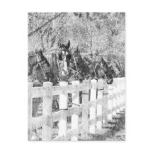 Ligne de Chevaux Amish Noir et blanc