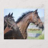 Carte Postale Ligne de fin de course de cheval (Devant)