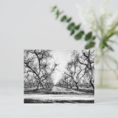 Carte postale Ligne éffrayante d'arbres (Debout devant)