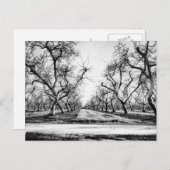 Carte postale Ligne éffrayante d'arbres (Devant / Derrière)