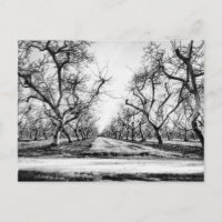 Carte postale Ligne éffrayante d'arbres