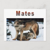 Carte Postale Ligne Wolf Mates (Devant)