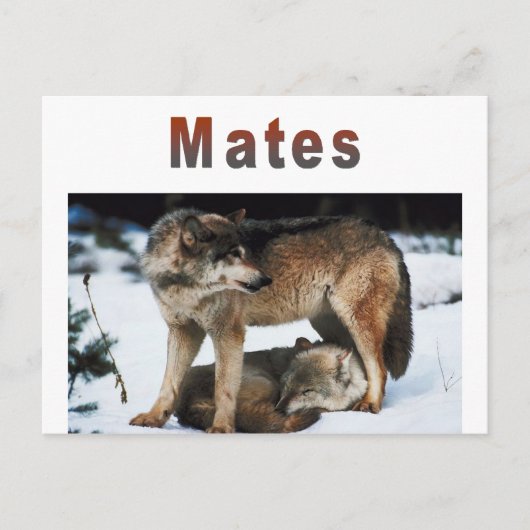 Carte Postale Ligne Wolf Mates (Devant)
