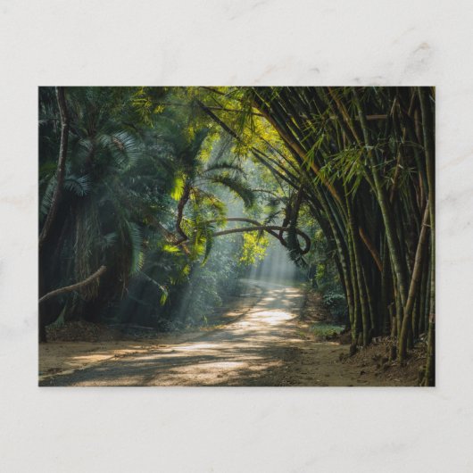 Carte Postale Lignes de Bambou (Devant)