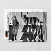 Carte Postale Lignes de chat (Devant / Derrière)