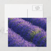 Carte Postale Lignes de lavande en pleine floraison (Devant / Derrière)