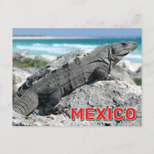 Carte Postale L'Iguana Noire À La Queue Au Mexique