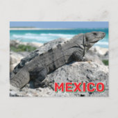 Carte Postale L'Iguana Noire À La Queue Au Mexique (Devant)