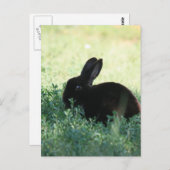 Carte Postale Lil Black Bunny (Devant / Derrière)