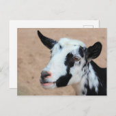 Carte Postale Lil chèvre (Devant / Derrière)