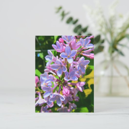 Carte postale Lilac (Debout devant)