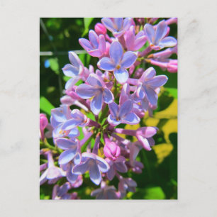 Carte postale Lilac