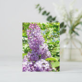 Carte postale Lilac (Debout devant)