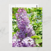 Carte postale Lilac (Devant / Derrière)