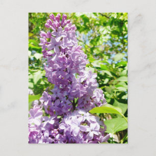 Carte postale Lilac