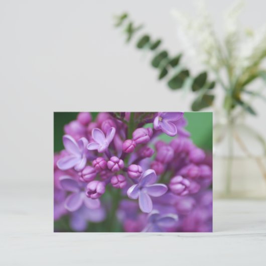 Carte Postale Lilac (Debout devant)