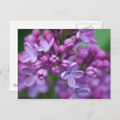 Carte Postale Lilac (Devant / Derrière)