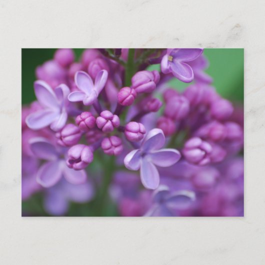 Carte Postale Lilac (Devant)