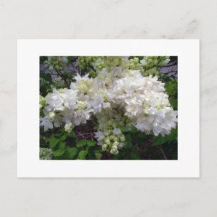 Carte postale Lilac blanc