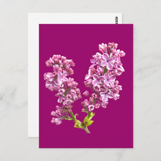 Carte postale - Lilac Blossoms (Devant / Derrière)