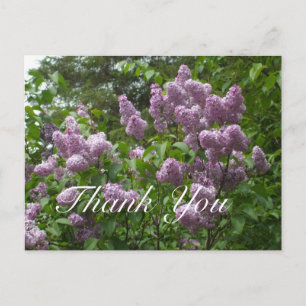 Carte Postale Lilac Bush Merci-violet