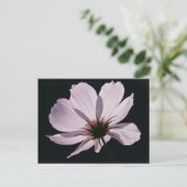Carte postale Lilac Cosmea (Debout devant)