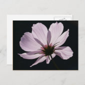Carte postale Lilac Cosmea (Devant / Derrière)