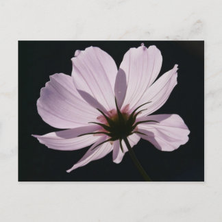 Carte postale Lilac Cosmea